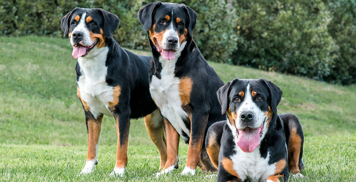 swiss mountain dog puppy for sale